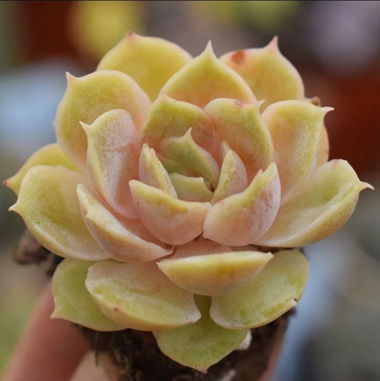 現品限り v981【50株の抜き苗セット】いちごがとろとろ 多肉植物 佐川急便