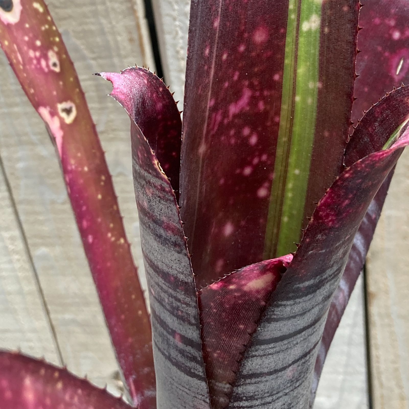 ビルベルギア ブロメリア 赤 ta baty 人生の ブロメリア bromelia ビルベルギア billbergia パイプライン pipeline