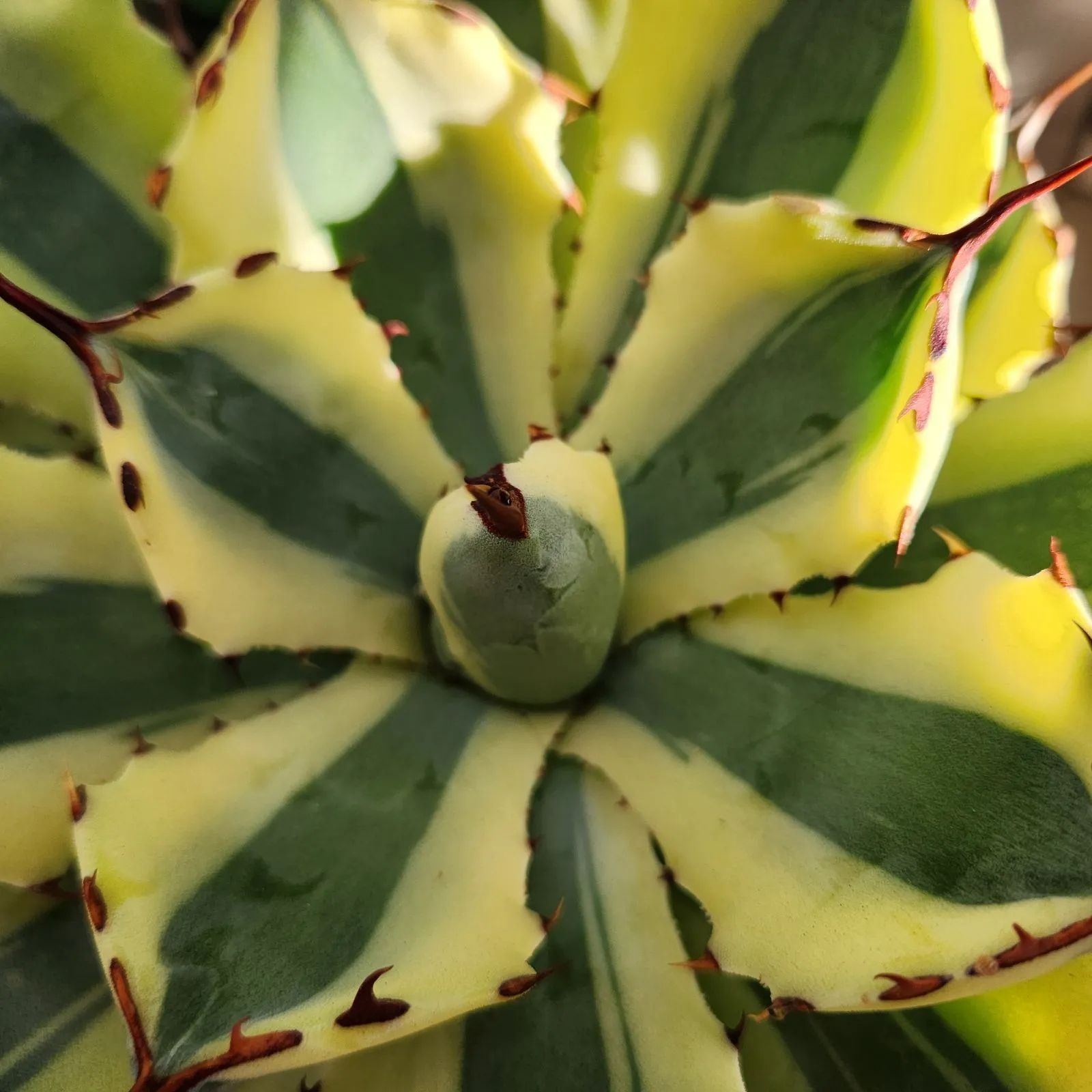 現物】アガベ スーパークラウン（吉祥冠錦）大株 【鉢のまま送付