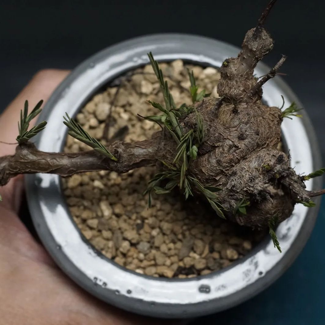 Senna meridionalis