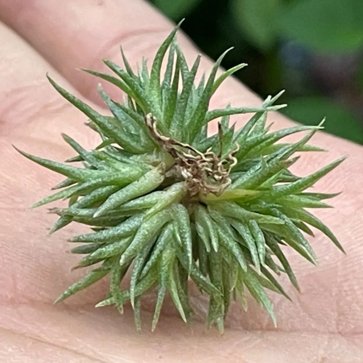 ◇ チランジア アエラントス テディベア 特大サイズ 84 ◇ チランジア