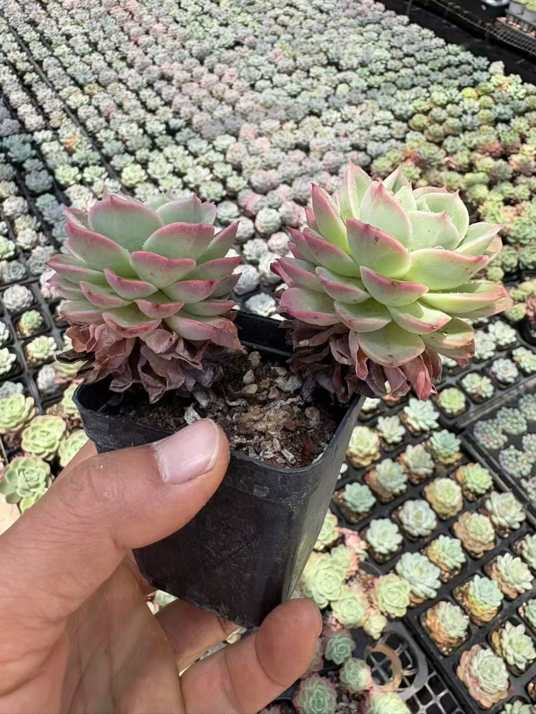 H*e様 S412　ダフニー　抜き苗　60株　多肉植物 エケベリア 韓国苗 サボ 抜き苗 ハミウリ XJB479×50株 ふっくら 多肉植物 エケベリア