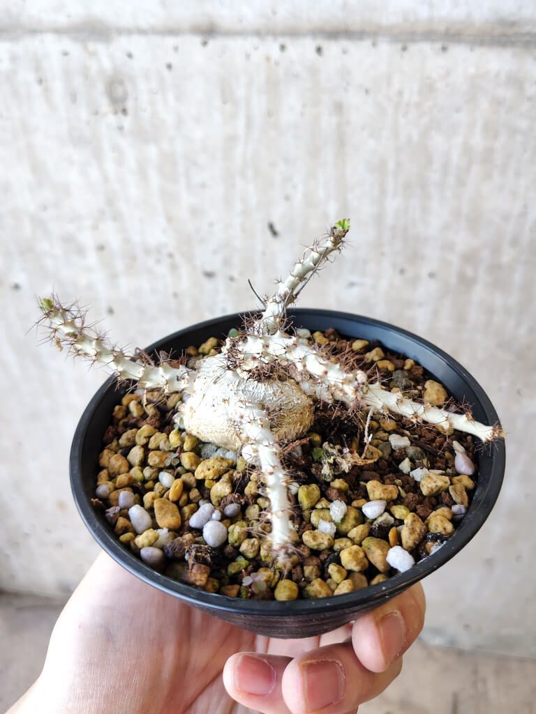 最高 【現品限り】ヤトロファ・マルギナータ【V68】 Jatropha