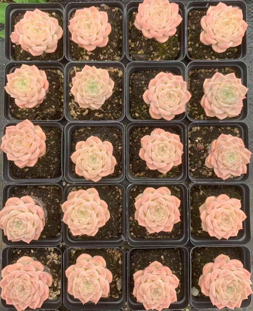 佐川急便発送 エケベリア