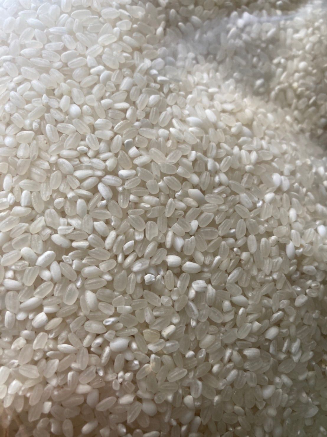 59％以上節約 コスパ米20kg 5kg×4袋 お米 白米