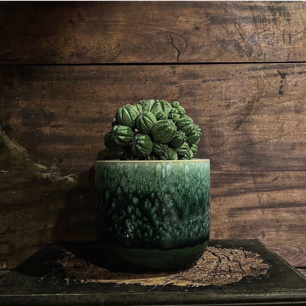 【値下げ】ユーフォルビア オベサ 群生株 植物 × 鉢 】ユーフォルビア オベサ 群生 × Valiem GHOST（VOID / L