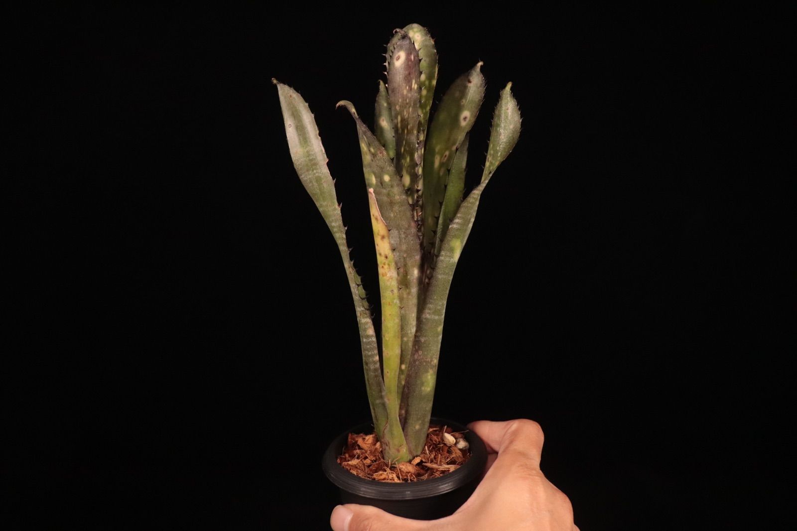 送料無料】Billbergia 'Kolan Purple Piranha'〔ビルベルギア〕現品