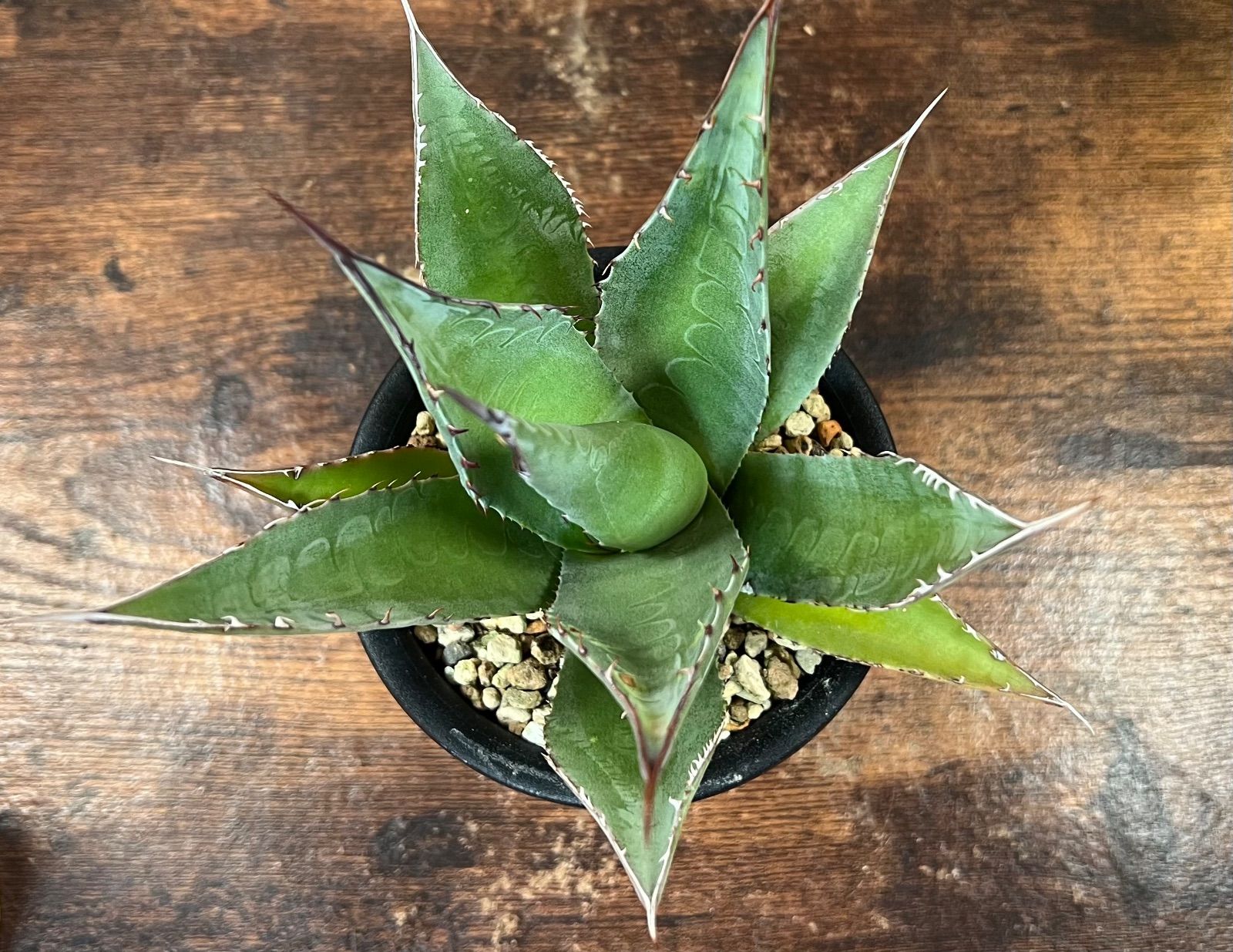アガベ　パラサナ✖️シャウィー Agave/アガベ 'ShawParr' (Shawii x parrasana) シャウィー×パラサナ