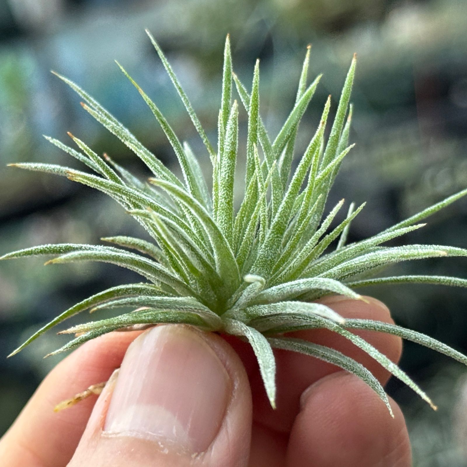 チランジア イオナンタ モンストローズ チランジア イオナンタ