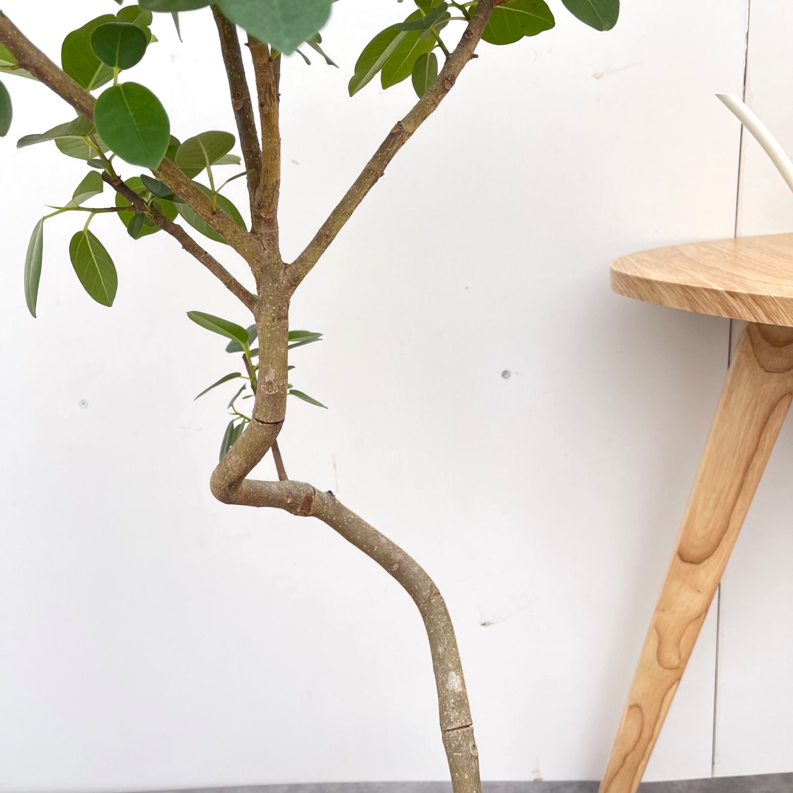 フィカス アルテシマ 曲がり 3【現品】観葉植物 室内 大型 フィカス