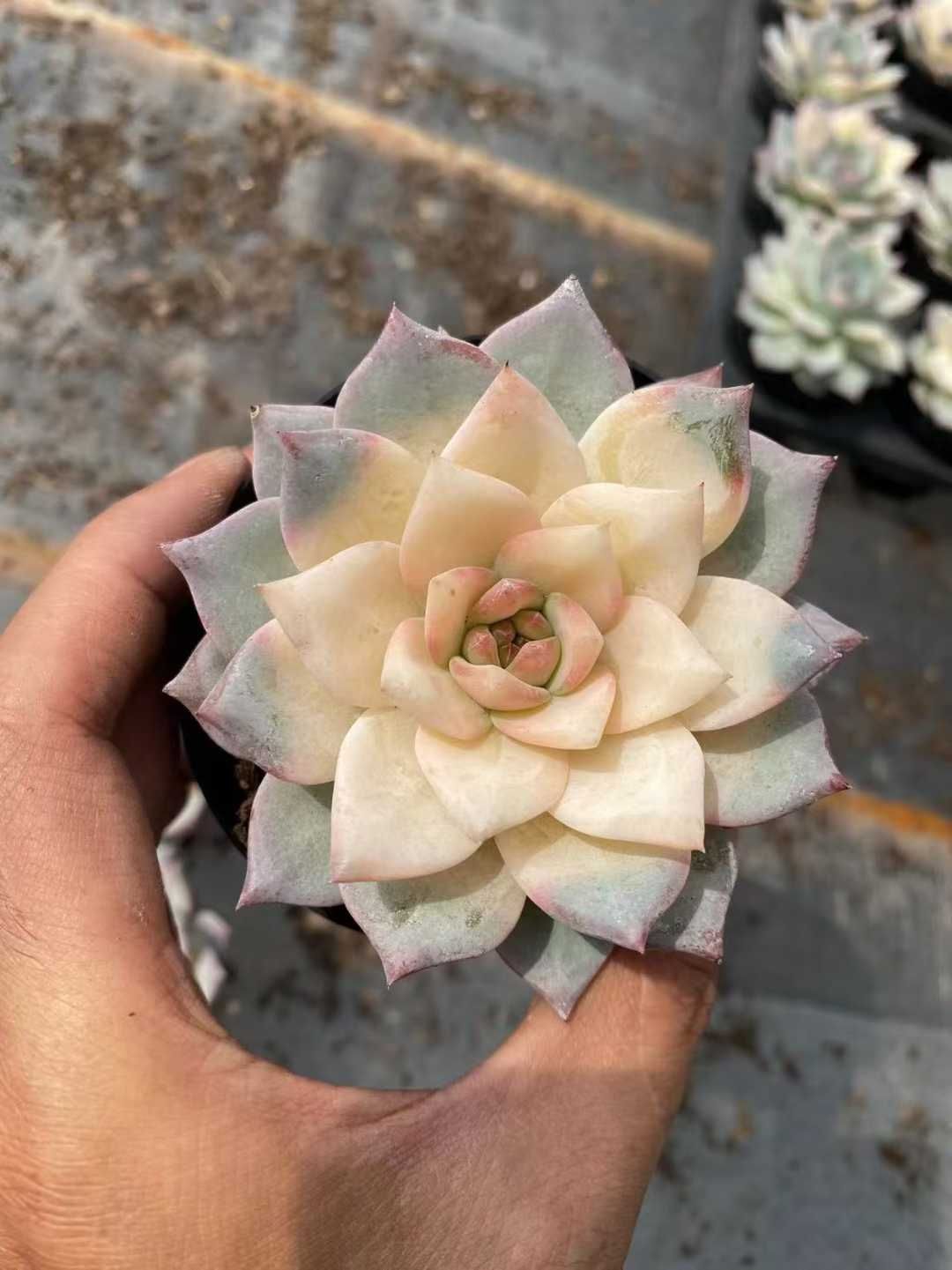 ブルーバード錦 土 抜き苗 1 24株の抜き苗セット】ブルーバード錦