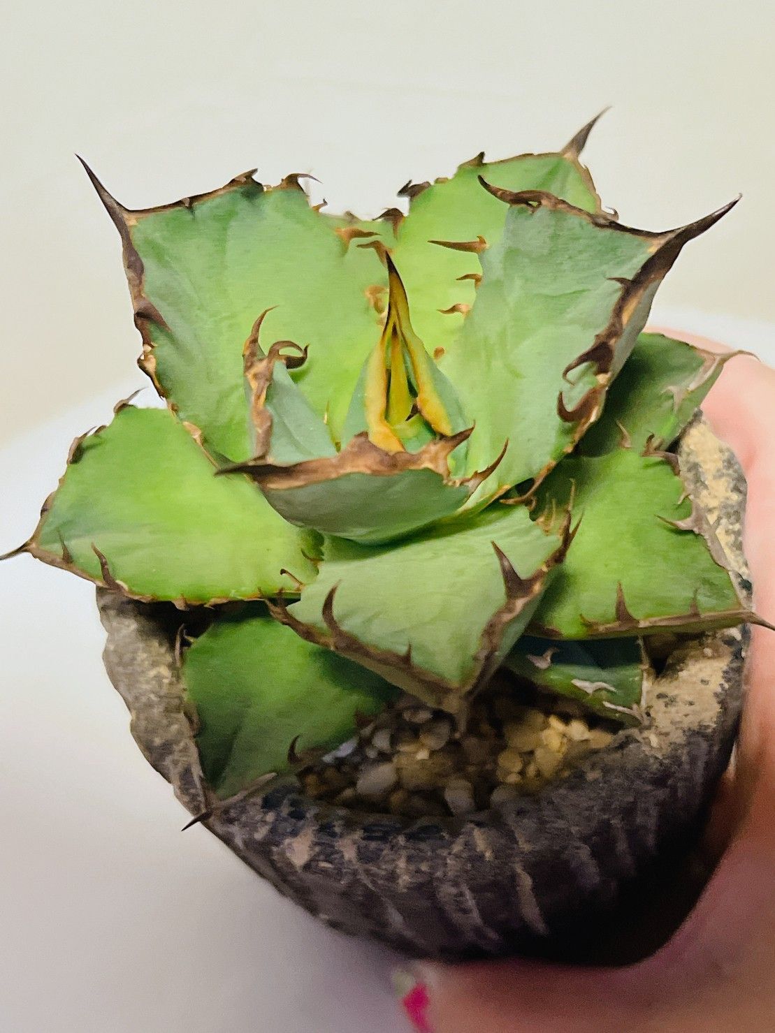 アガベ チタノタ 希少 牛魔王 台湾輸入株 発根済み