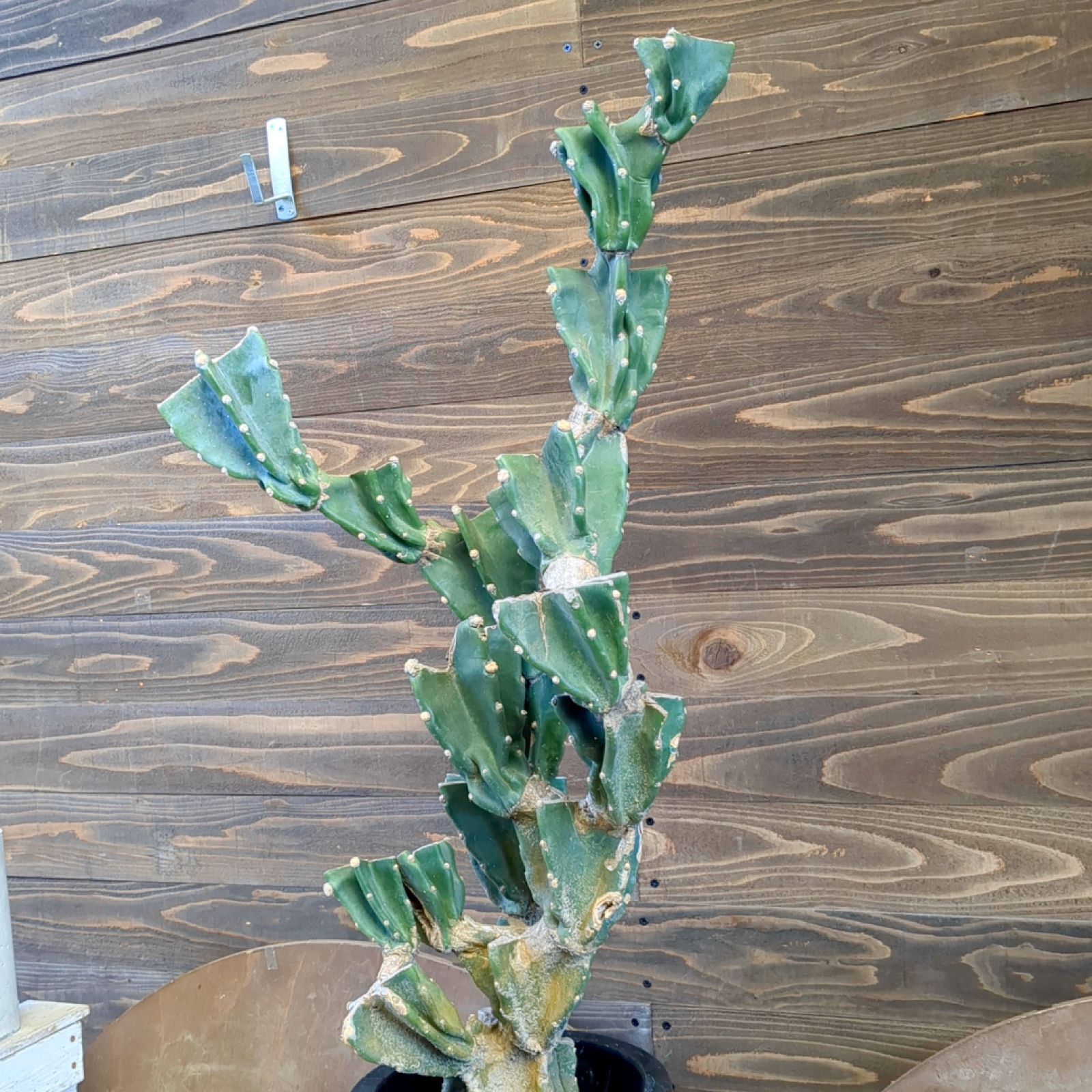 柱サボテン　ブランチ　3 番スピラリス１番　2鉢セット 柱サボテン ブランチ 3 番スピラリス1番 2鉢セット