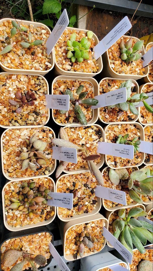 アドロミスクス