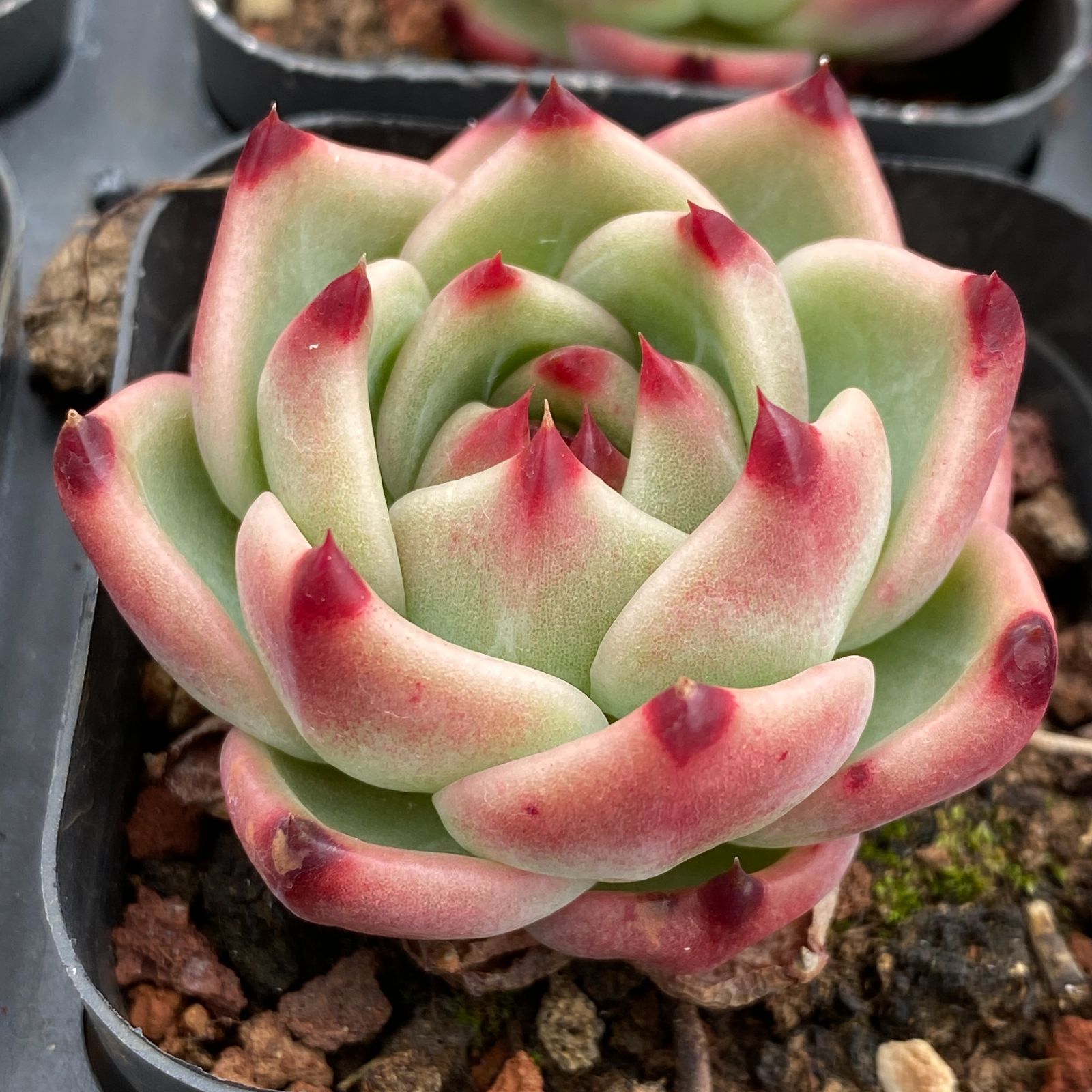 50株の抜き苗セット】ブルードラゴン 多肉植物 佐川急便発送