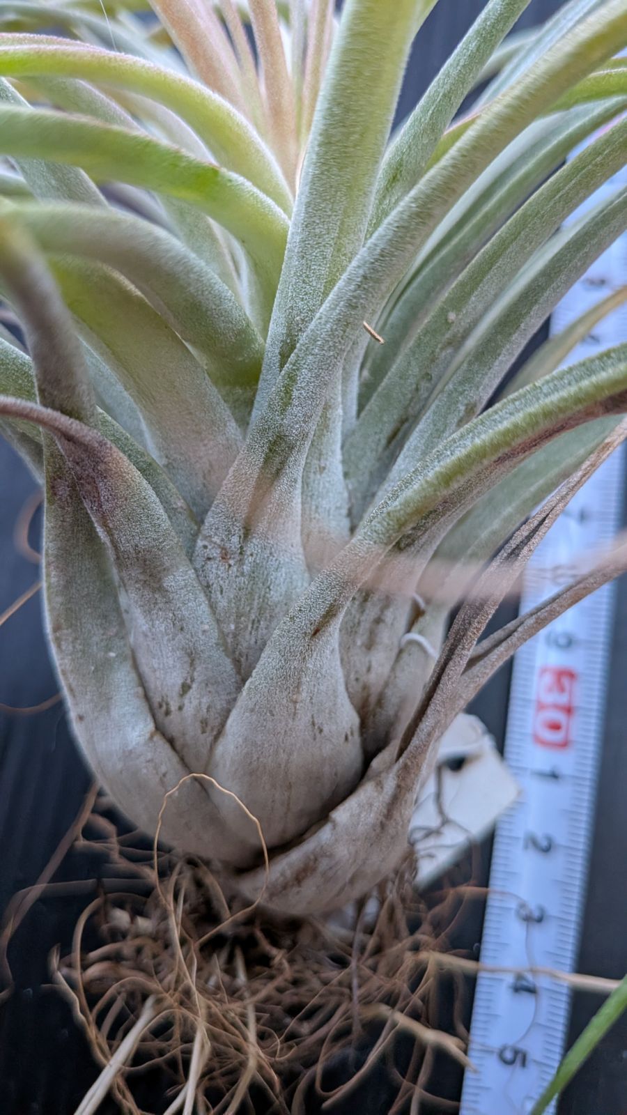 チランジア・マグニスピカ T. magnispica ブロメリア エアープランツ