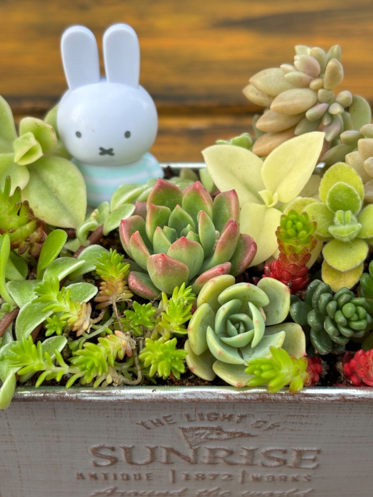 多肉植物　大株七福神　子株付きセット 多肉植物 大株七福神 子株付きセット 多肉植物 大株七福神 子株付きセット