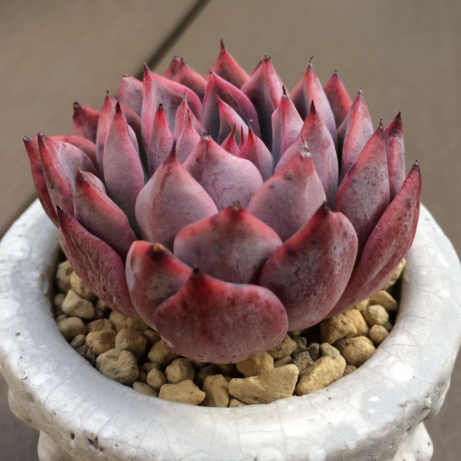 【新作】エケべリア　韓国苗　ブラックチェリー 大苗　多肉植物 　s_6103 新作】エケべリア 韓国苗 ブラックチェリー 大苗 多肉植物 s_6103 多肉