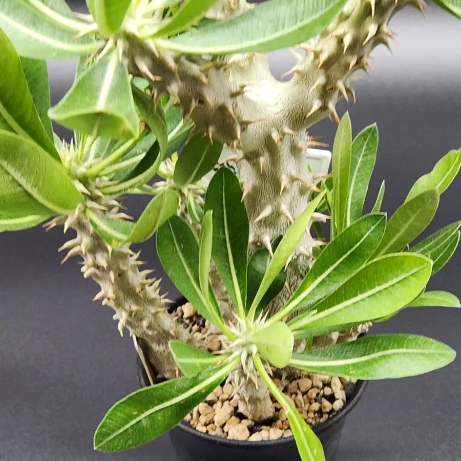 パキポディウム デンシフローラム 4頭 実生 5号ブラックポット パキポディウム デンシフローラム 4頭 実生 5号ブラックポット