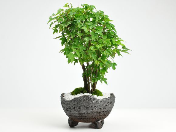 楓の寄せ植え 太幹
