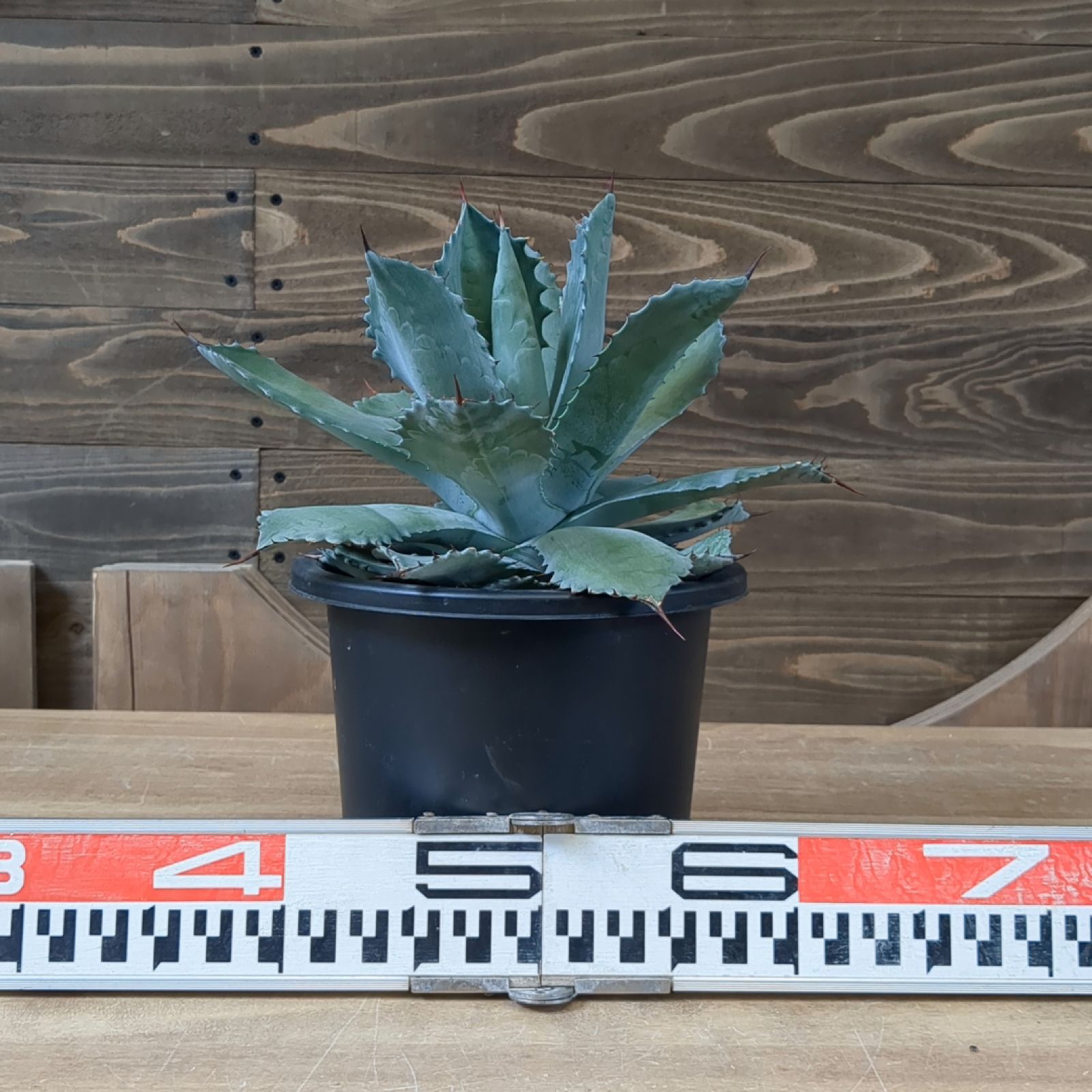 シャウィー × イシスメンシス　ハイブリッド　シャウイシ　ジェレミー アガベ シャウィー × イシスメンシス 【 ハイブリッド 】早いもの勝ち