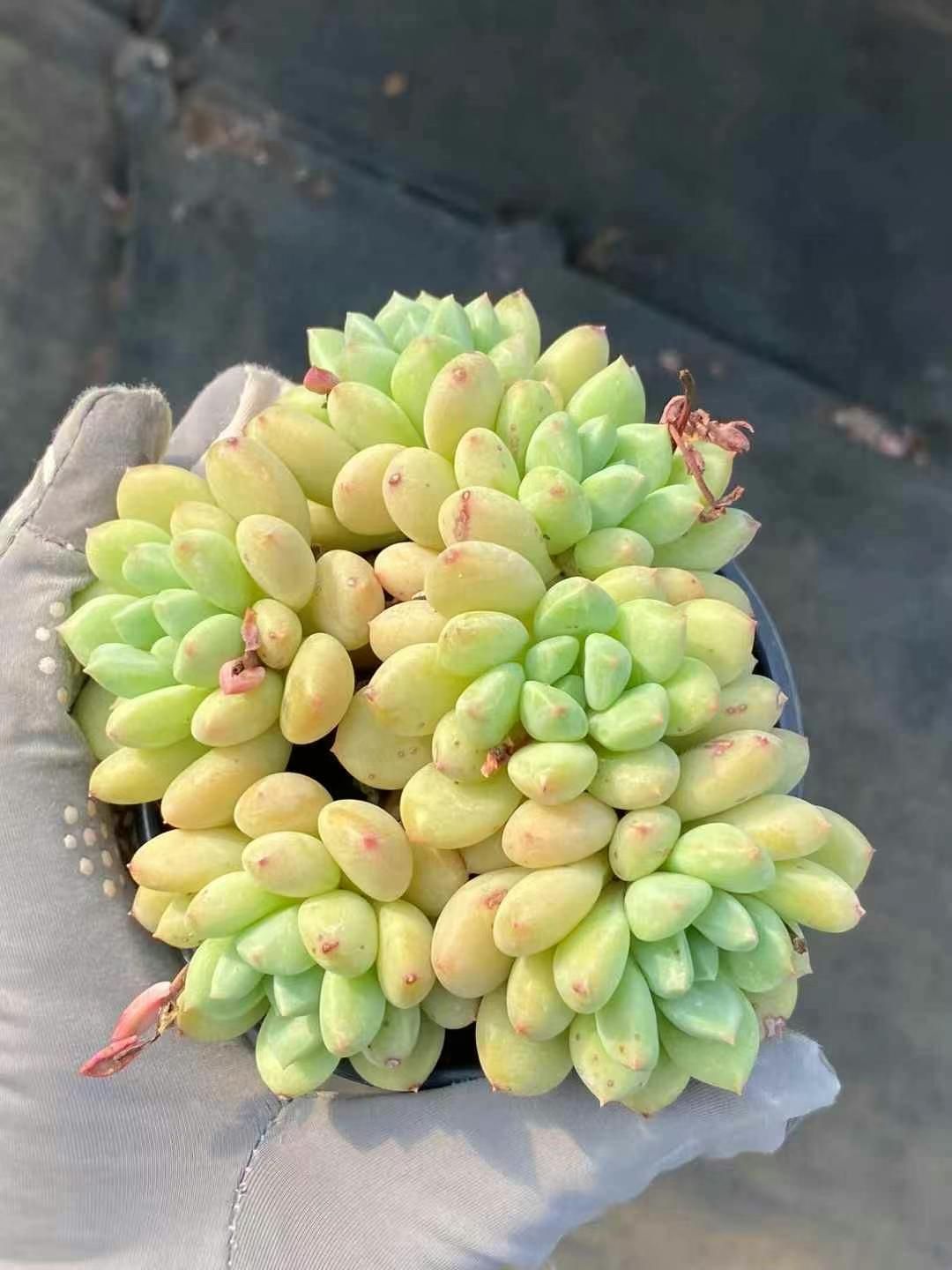 ち*え様 E-2041×35株 抜き苗 多肉植物 エケベリア サボテン 多肉植物 plkエケベリア ブラックサバス×チワワエンシスyecora