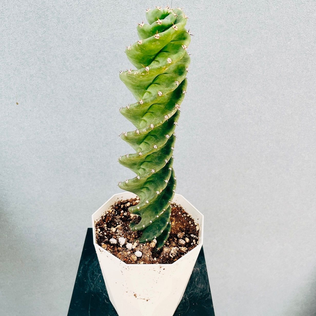 【超希少】セレウス・ペルビアナス・スピラリス サボテン ペルビナス 現品］【希少】1番 サボテン セレウス ペルビアナス スピラリス 5号