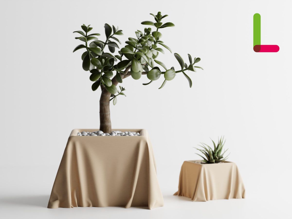 rawlifefactory 鉢 鞍馬 木賊刈 KD rlf RAW LIFE FACTORY 第7回抽選