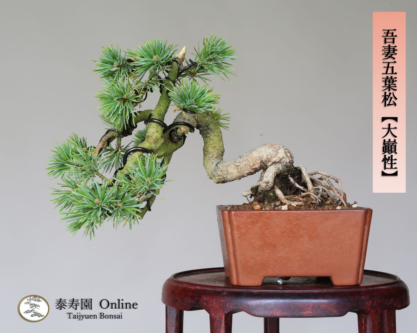 大品 根上がり懸崖 那須五葉松 取扱商品 | 盆栽のたかはら苑