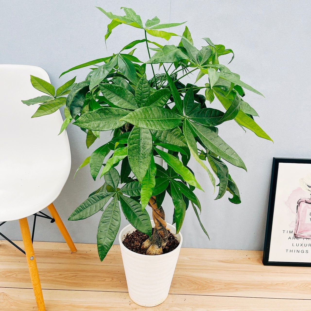 現品 パキラ 編み込み ねじねじ 21番 プラコッタ鉢 観葉植物 人気