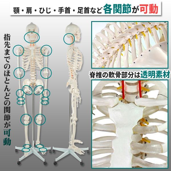 人体模型 骨格模型 骨 等身大 身長約166cm 展示スタンド付き 骨格標本 骨格モデル 全身骨格模型