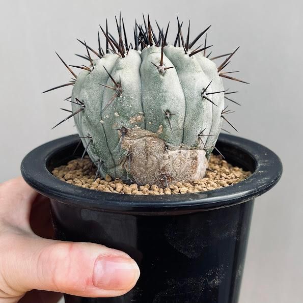 黒王丸 実生 鉢植えメルカリ便送料込み 黒王丸 実生苗 - メルカリ