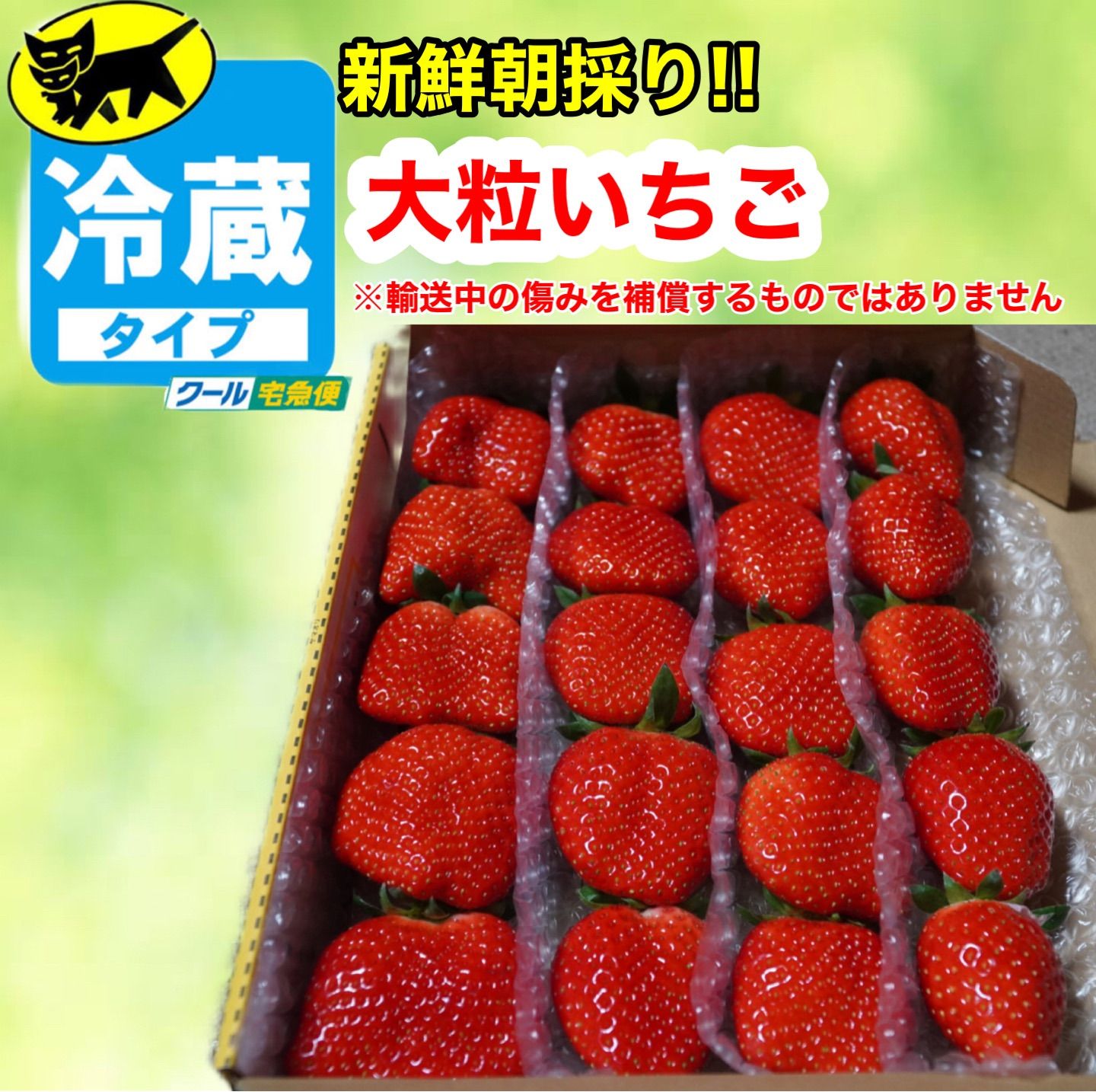 クール便【大粒】愛媛県産新鮮朝採りいちご