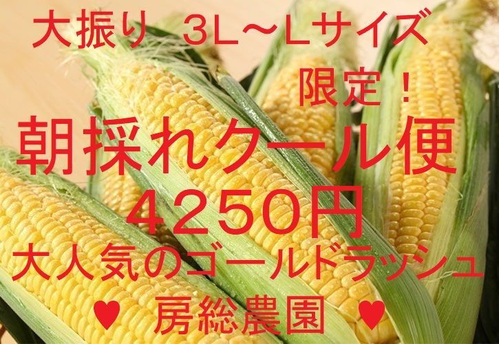 ★【新鮮・朝どれ‼️発送】贈答にも　宮崎県産 　高糖度　とうもろこし 宮崎県,とうもろこしのお礼品・返礼品一覧 | ふるさと納税サイト