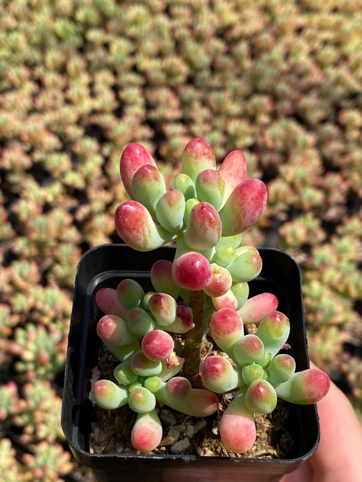 アエオニウム 6品種♡抜き苗セット⑦ アエオニウム 6品種♡抜き苗セット⑦