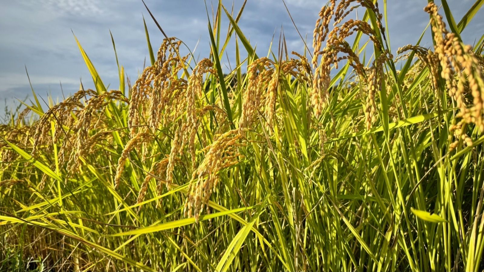 即日発送)ヒノヒカリ 令和6年産 10キロ 冷蔵庫保管12 沖縄 餅