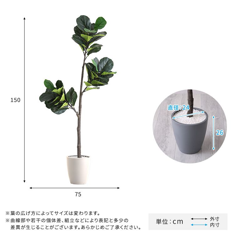 フィカス