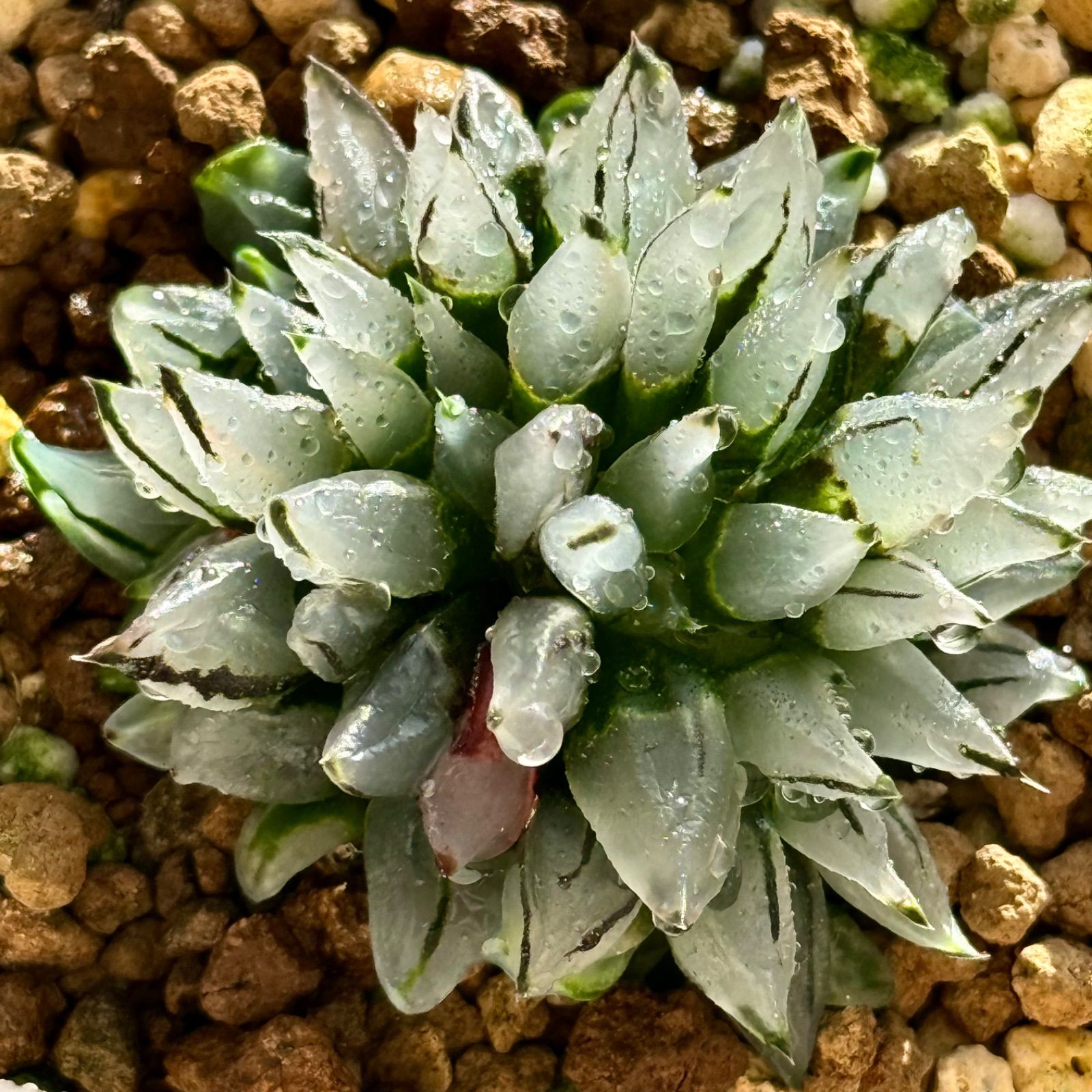 ハオルチア ハオルチア アトロフスカミュータント綴化錦 ハオルチア アトロフスカミュータント綴化錦 新品】【多肉植物