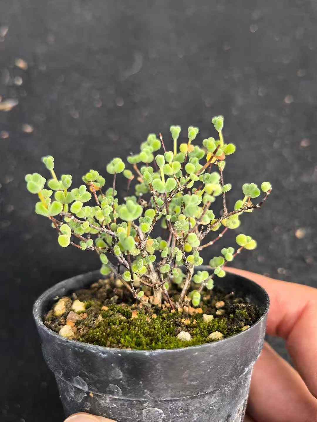 32鉢の土鉢付きセット ドロサンテマム グロボーサム 多肉植物 佐川急便発送 エケベリア 韓国苗 MY742