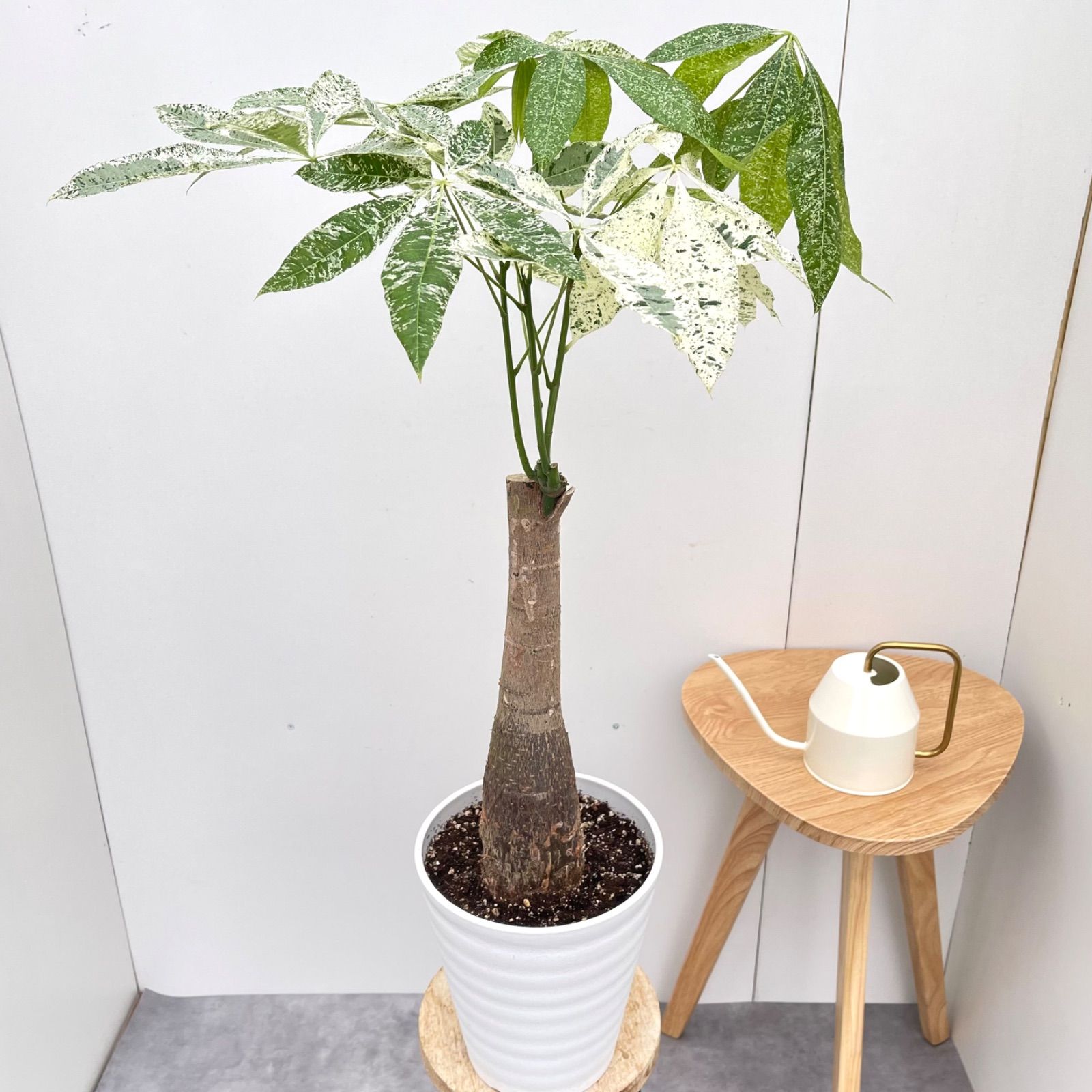 パキラ ミルキーウェイ 接木 2 現品 観葉植物 室内 7号