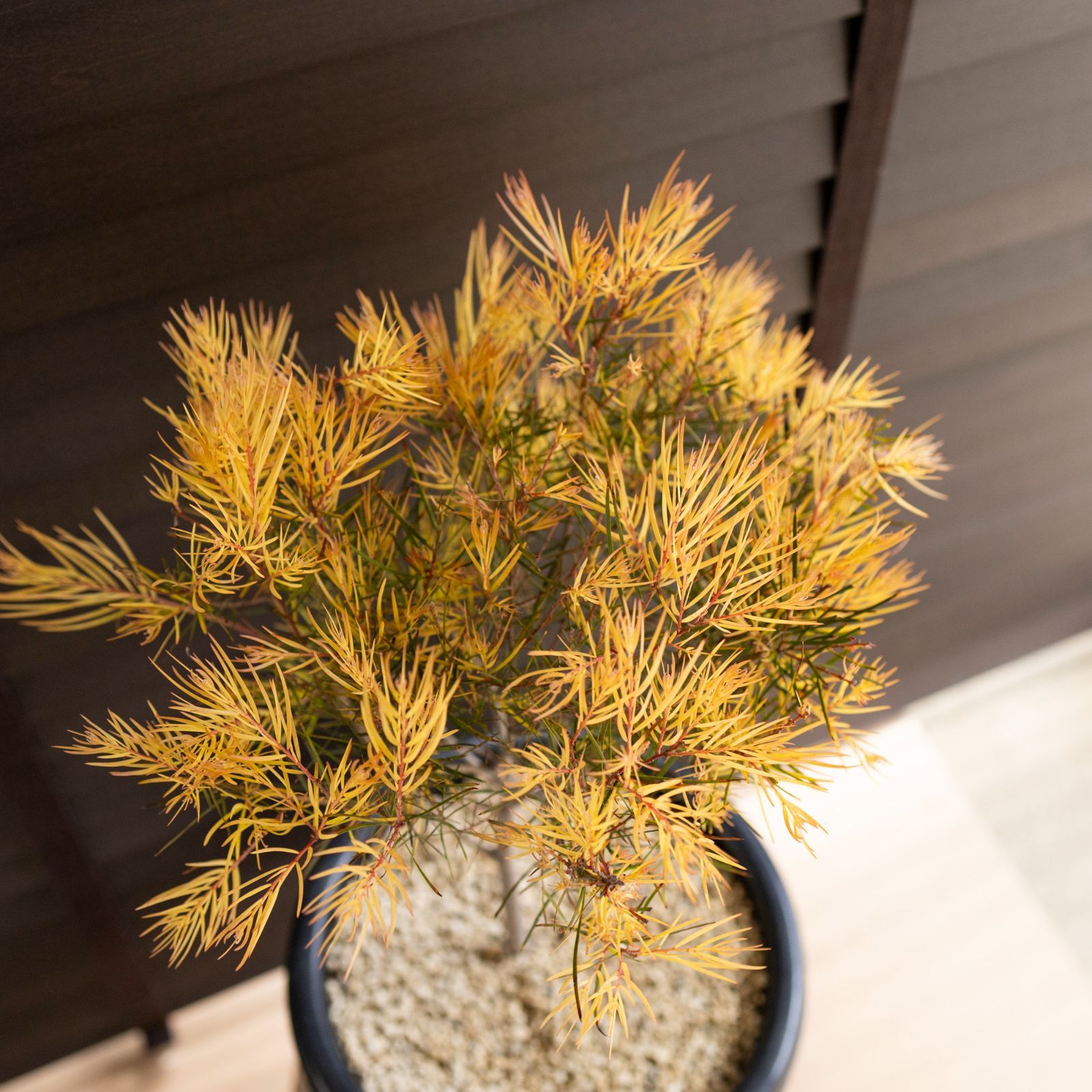 現品】アカシア・フロリバンダ フェニックスゴールド アカシアの木 10号 L8