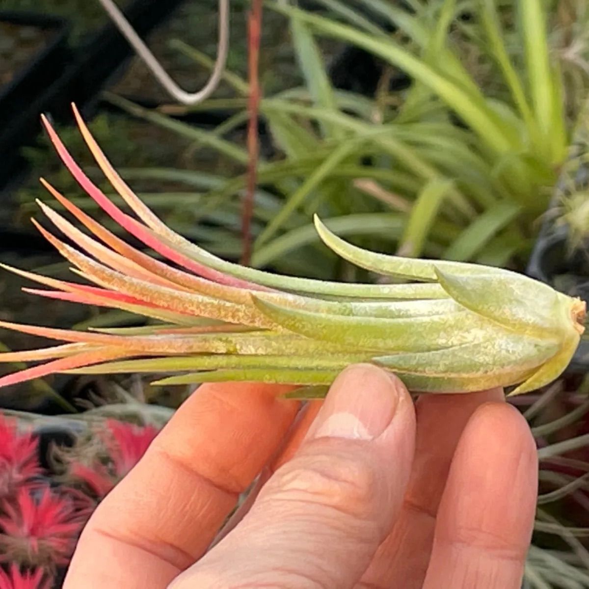 T. ionantha tall velvet 石化 綴化