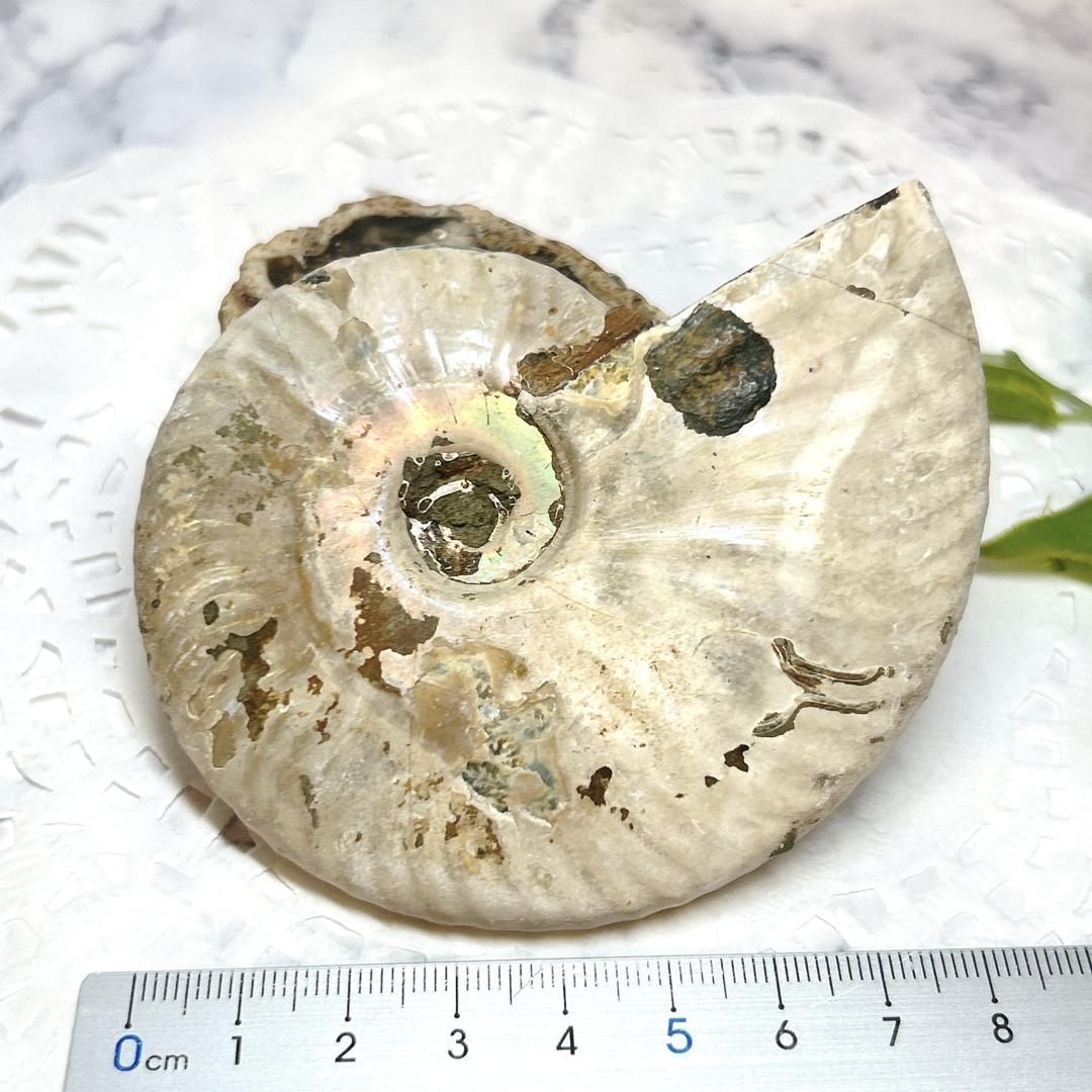 アンモナイト　化石　レインボー E15491】 レインボーアンモナイト レインボー アンモナイト 虹色