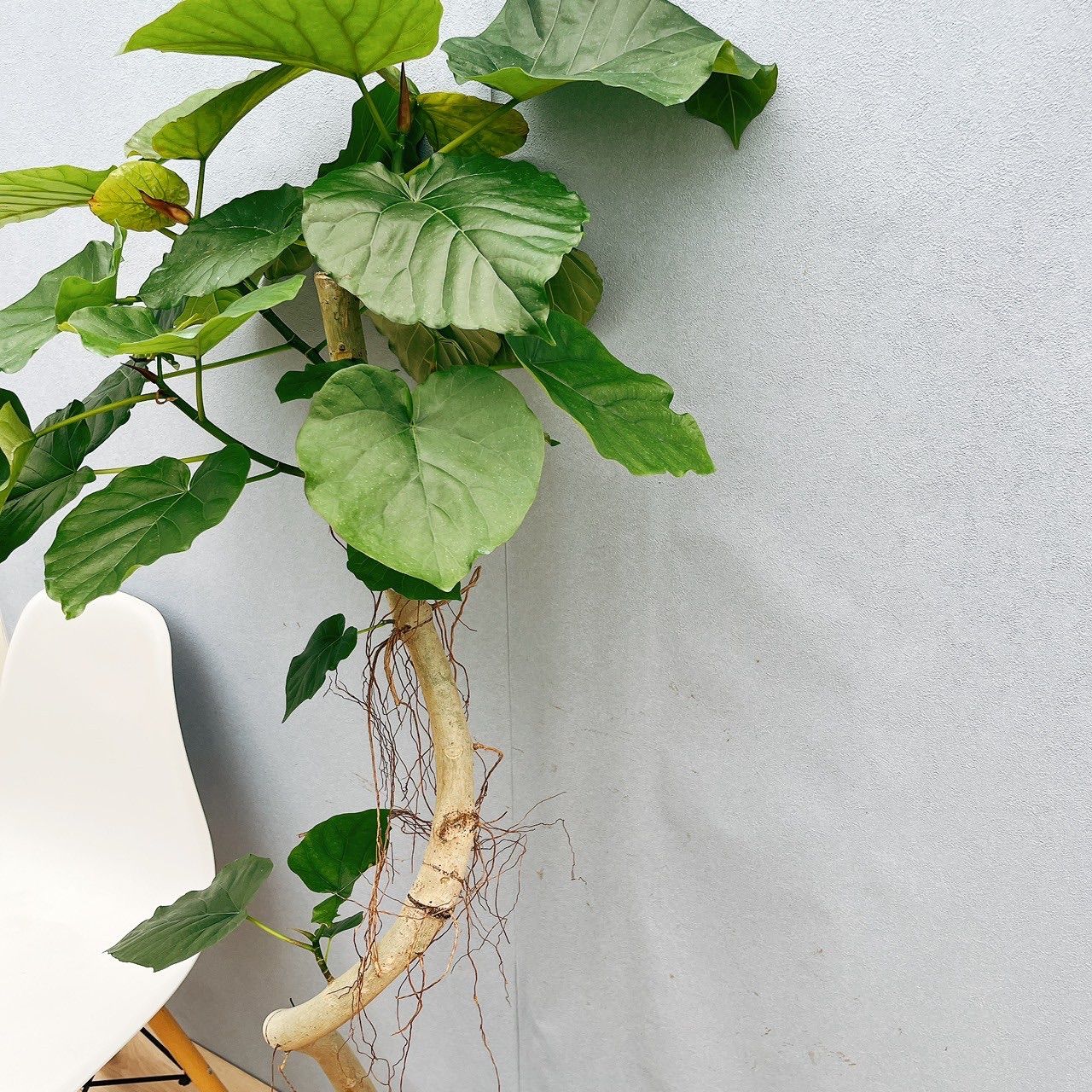 ［現品］A フィカス　ウンベラータ　曲がり　7号　観葉植物　室内　可愛い 楽天市場】【マラソンクーポン有！】フィカス・ウンベラータ曲がり 7号