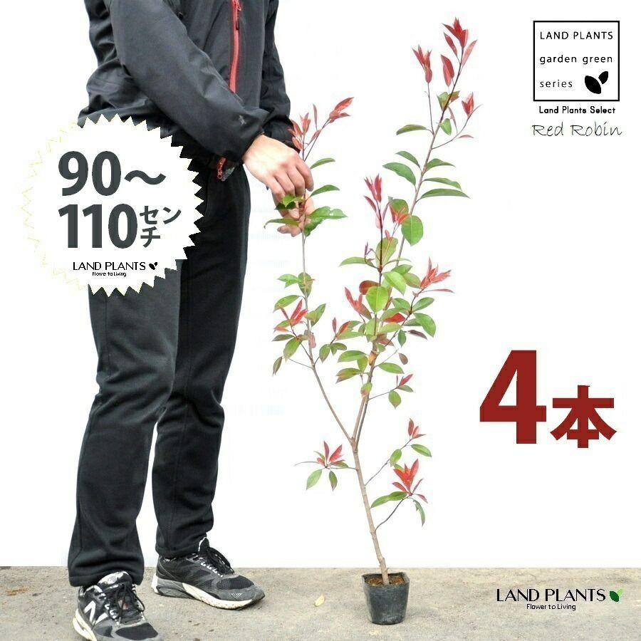 【お試し】 レッドロビン 3.5号 苗木 （4本） （高さ90～110cm）苗 苗木 苗ポット セイヨウカナメ カナメモチ 生垣