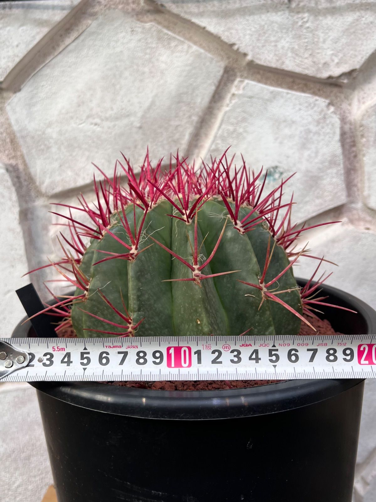 サボテン フェロカクタス 赤鳳 セキホウ 8号 希少品 ビッグサイズ 観葉植物 サボテン フェロカクタス 赤鳳 セキホウ 8号 品 ビッグサイズ 本物