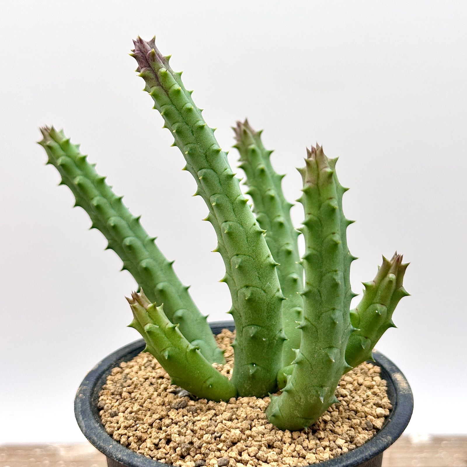 ガガイモ フェルニア ケニエンシスSP 実生 多肉植物 - メルカリ