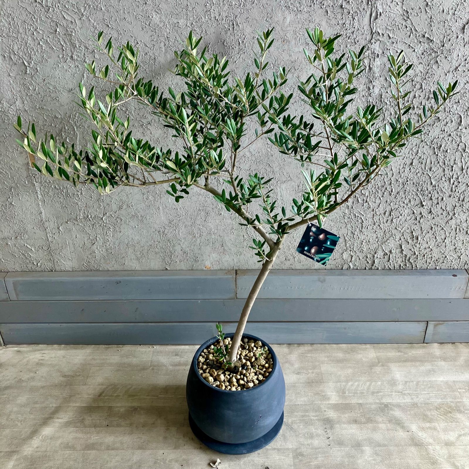 厳選された植物と鉢】美形 オリーブの木 souju マンザニロ 8号