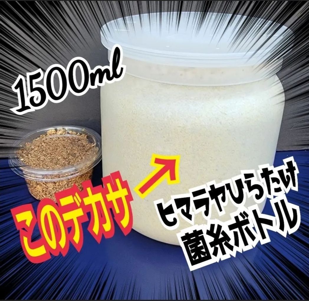 極上！ヒマラヤひらたけ菌糸瓶　特大1500ml【5本セット】トレハロース強化配合 極上！ヒマラヤひらたけ菌糸瓶 特大1500ml 【5本セット】トレハロース