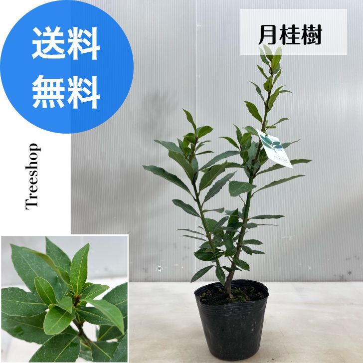 月桂樹【送料無料】 苗 ゲッケイジュ 13.5cmポット 植木 苗木 庭木